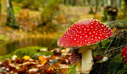 蘑菇视频爆料黑料吃瓜,揭秘娱乐圈黑料，吃瓜群众狂欢时刻